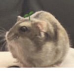 Bailey the Hamster