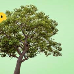 the trees