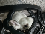 The Bunny Fan Group*TBFG*