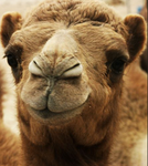 Zesty camels