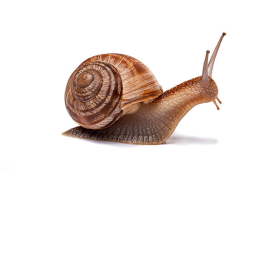The Immortal Snail