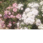 E S T R E L L A<3