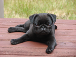 Superpugs