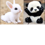 PETS FANS AND ANIME FANS