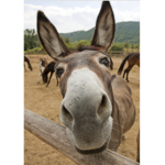 Nice donkey people