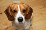 puppys and dogs rule the world