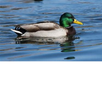 The Duck Admin House Group