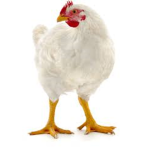 chicken club:)