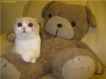 Kitty lovers group!