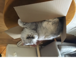 Fluffy cat fluffy