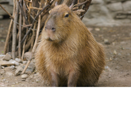 impossible capybara maze