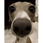 Diamond My Dog