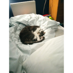 Cat's are amazing.