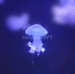 TheCoolJellyFriendGroup!