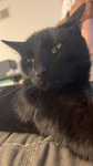 The grumpy cats 0125