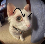 Drjigsaw