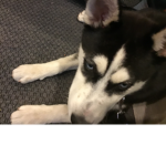 Floofy only