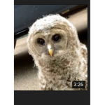 OWLL FAMM
