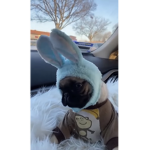 pug ninja official fan group