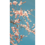 cherry blossoms trees