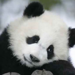 trista’s pandas !!!