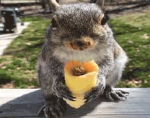 Squirl that likes 2 game