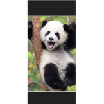 Panda all day everyday