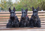 fans de los terriers xdddd