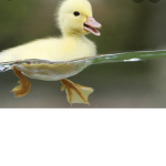 Duckies for live