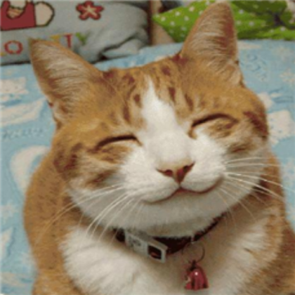 smiling cat Roblox decal