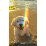PUPPIES become DOGS