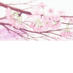 Blooming Sakura cafe