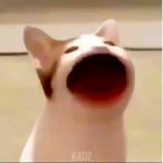 The bobux cat