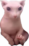bingus clubb