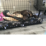The group for my dog
