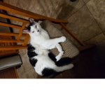Catz are amazing