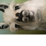 Llamas -w-