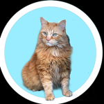 The Cat CIan