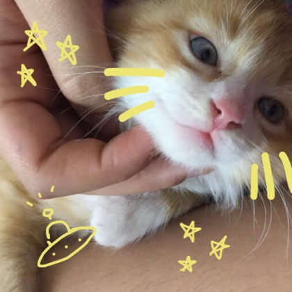 cute kitty aesthetic Roblox decal