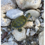 The turtle friendosssss