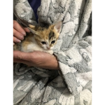 Cat Gang Team