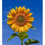 the homies ##