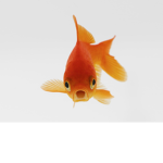 Starbucks Fish Group