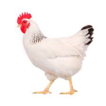 chickens!!!!