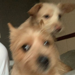 -woof-