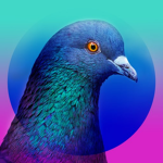 THE SWAG PIGEONS