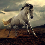 Horse Fans!!!