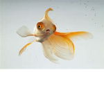 the eey123sofan fish
