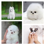 puppy | asthetic club