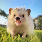 Happy hedgehogs